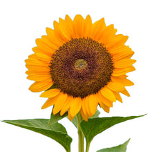 Cargar imagen en el visor de la galería, Semillas de Girasol Gigante Var. Nacional