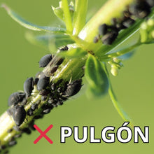 Cargar imagen en el visor de la galería, Aceite de Neem 60ml