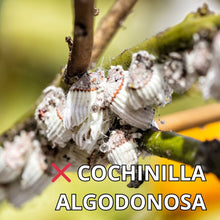 Cargar imagen en el visor de la galería, Aceite de Neem 60ml