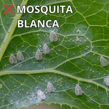 Cargar imagen en el visor de la galería, Aceite de Neem 60ml