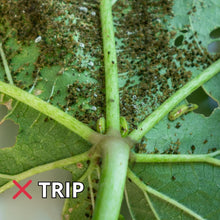 Cargar imagen en el visor de la galería, Aceite de Neem 60ml