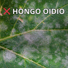 Cargar imagen en el visor de la galería, Aceite de Neem 60ml