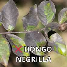 Cargar imagen en el visor de la galería, Aceite de Neem 60ml