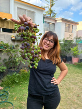 Cargar imagen en el visor de la galería, 🍋 Taller EN VIVO: Árboles Frutales en Maceta - Clase + Grabación + PDF
