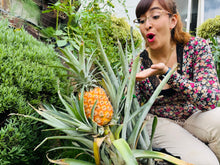Cargar imagen en el visor de la galería, 🍋 Taller EN VIVO: Árboles Frutales en Maceta - Clase + Grabación + PDF