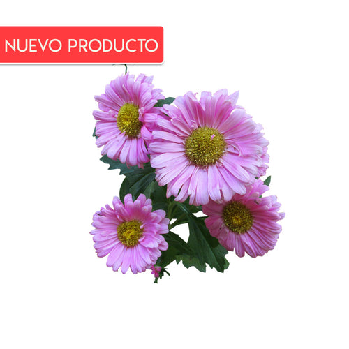 Semillas de Aster