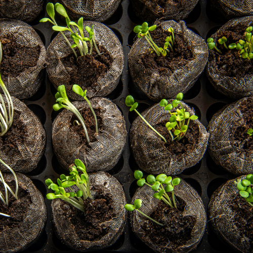 Pellets para germinación