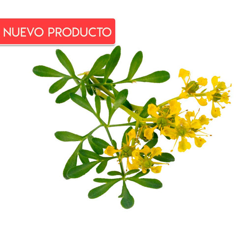 Semillas de Ruda
