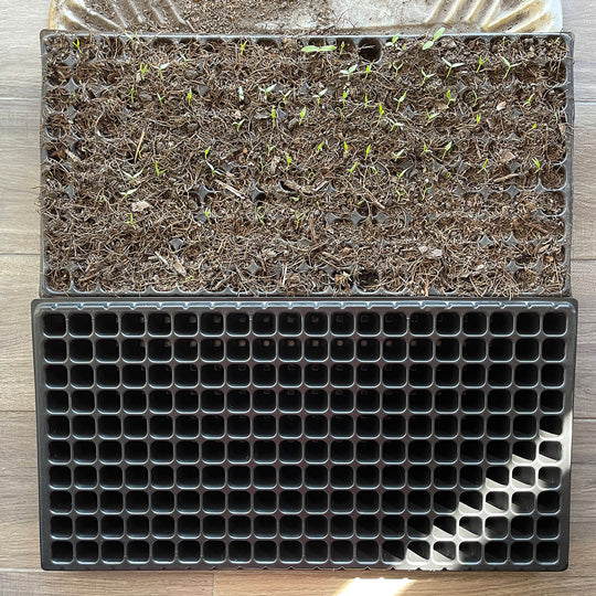 Compar set de 2 semilleros de germinación AQUÍ