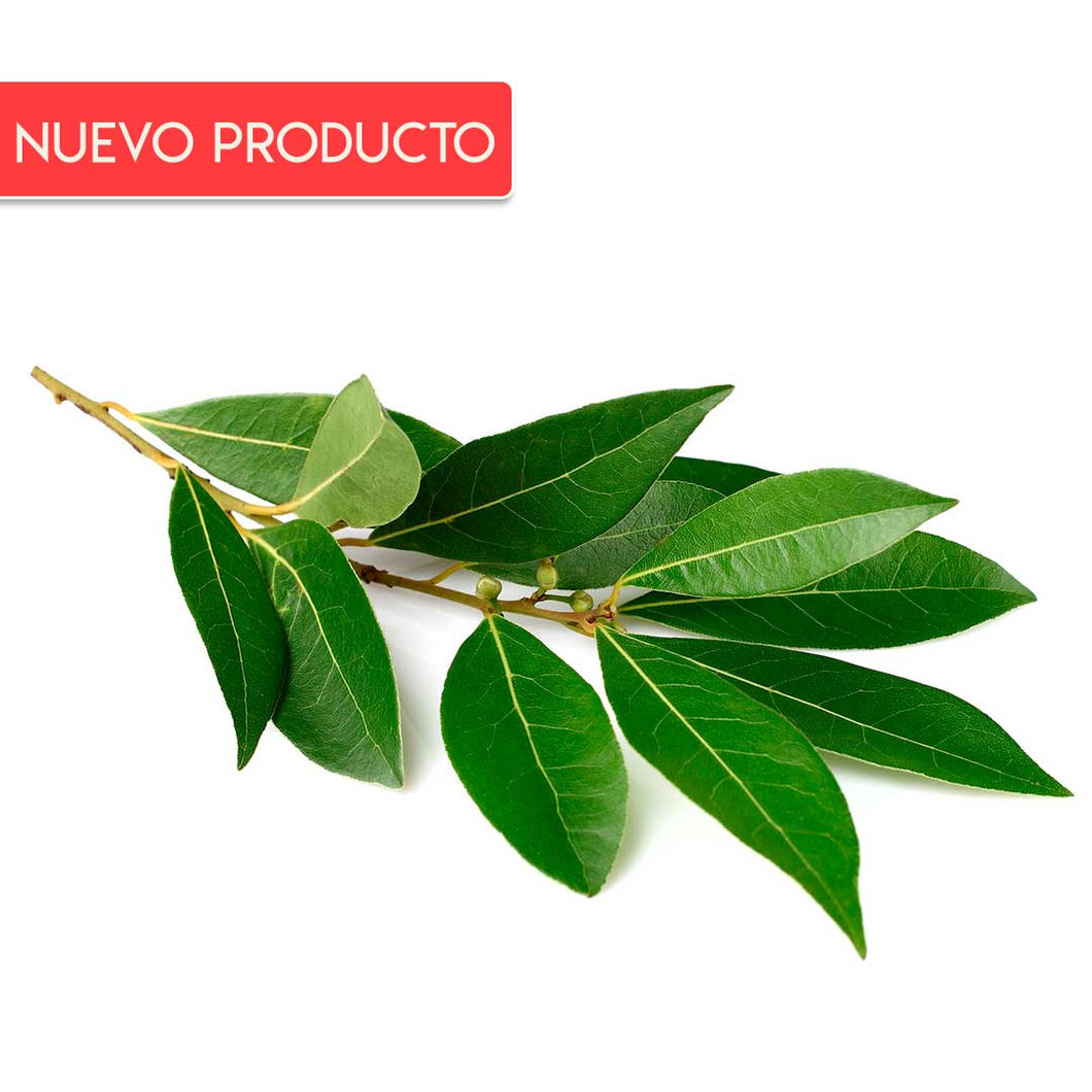 Semilla de Laurel