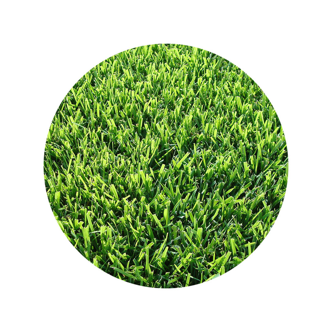 Semillas de Pasto (500gr)